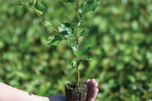 Corette Rootstocks