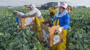 Big and Creative Ideas to Hold on to Your Farm Workforce