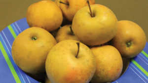 New Hard Cider Variety and Three ‘Honeycrisp’ Crosses at Stark Bro’s