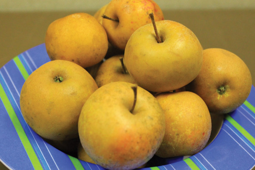 NEW! EXCLUSIVE! Stark® Franklin Cider™ 