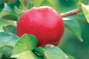 NEW! EXCLUSIVE! Stark® Hart’s Fancy™ 
