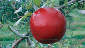 Stark Bro’s Releases Two New Apple Varieties Best Suited for Warmer Climates