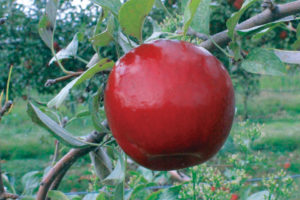 NEW! EXCLUSIVE! Stark® RED ROMANCE™ 