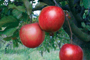 NEW! EXCLUSIVE! Stark® Ruby Darling™ 