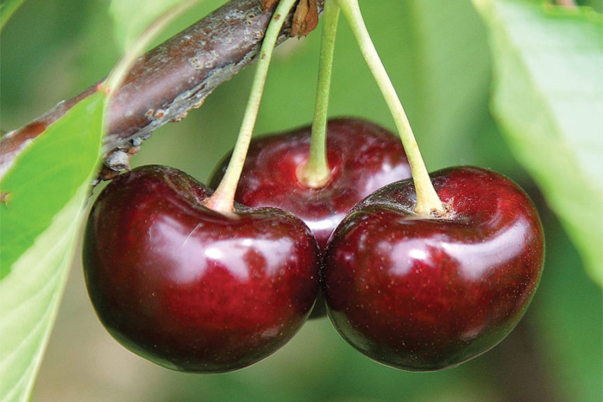BurgundyPearl®