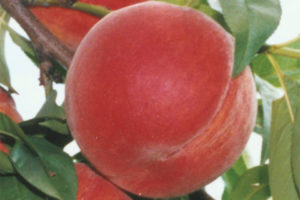 Coralstar®