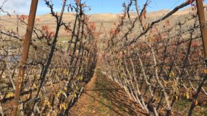 How to Choose the Right Sweet Cherry Training System