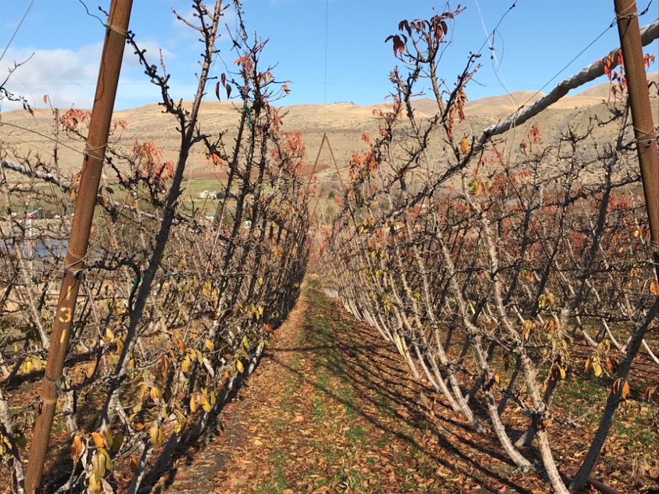 How to Choose the Right Sweet Cherry Training System