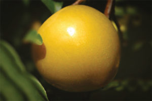 Honeystar™