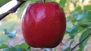 ‘Cripps Pink’ Sport, One-Pick ‘Gala’ at Van Well Nursery
