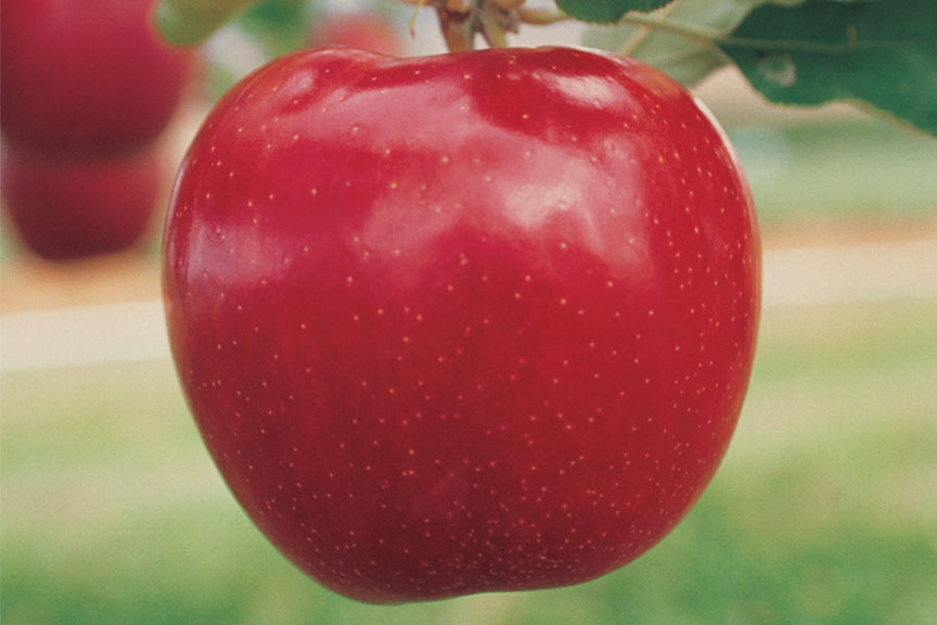 Red Jonaprince