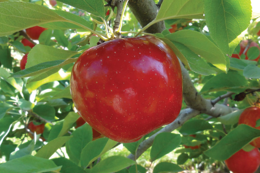 Royal Red Honeycrisp®