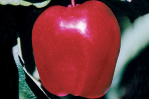 Scarlet Spur II Red Delicious