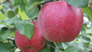 ‘EverCrisp’ and Red Strains of ‘Honeycrisp,’ Gala’ at Wafler Nursery