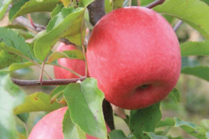Pink Lady® Barnsby