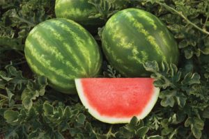 Captivation from Rispens Seeds