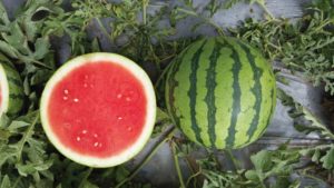 15 Watermelons You Should Check Out