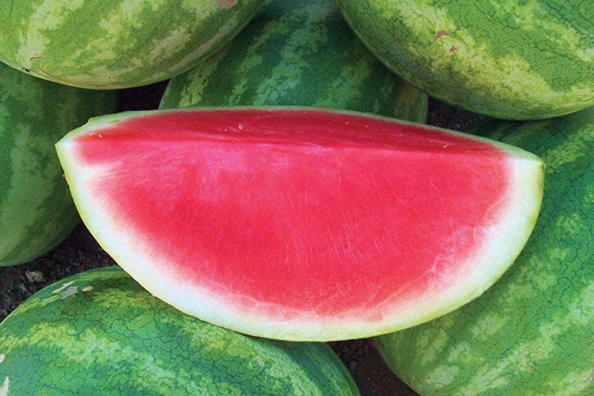 Premont from Clifton Seed Company
