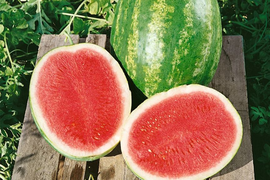 Triple Crown Improved from Seeds by Design