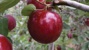 ‘Cosmic Crisp’ and Early Cherries at Willow Drive Nursery