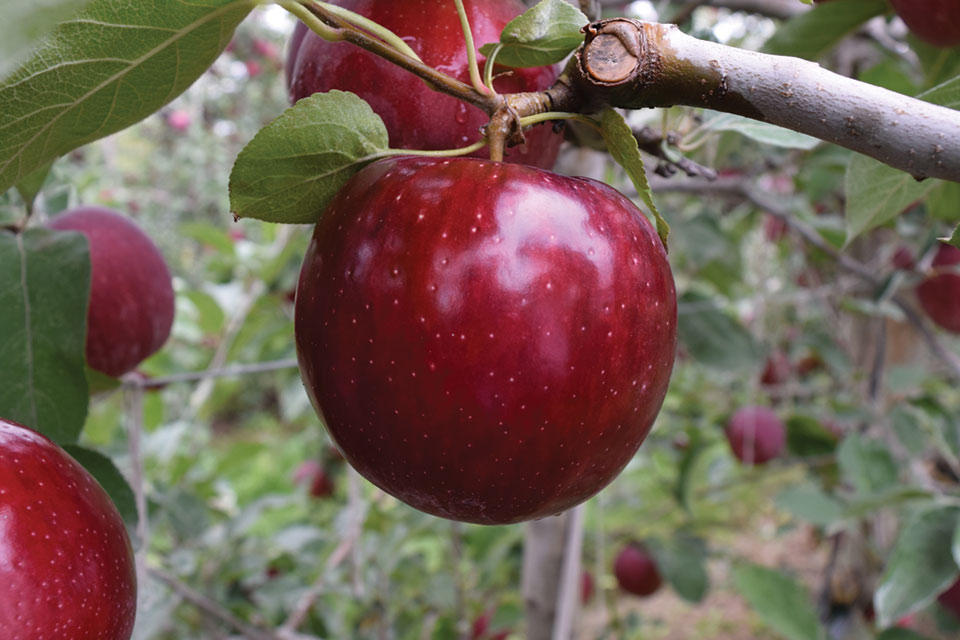 ‘Cosmic Crisp’ and Early Cherries at Willow Drive Nursery