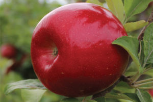 Royal Red Honeycrisp®