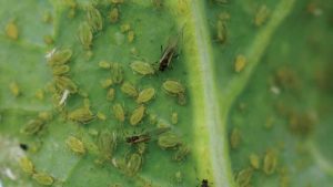 The Top Pests Harming Vegetable Crops [2019 State of the Vegetable Industry]