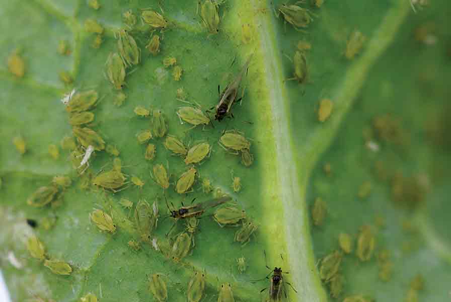 The Top Pests Harming Vegetable Crops [2019 State of the Vegetable Industry]