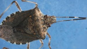 New, Improved  Lure for Stink Bug Detected