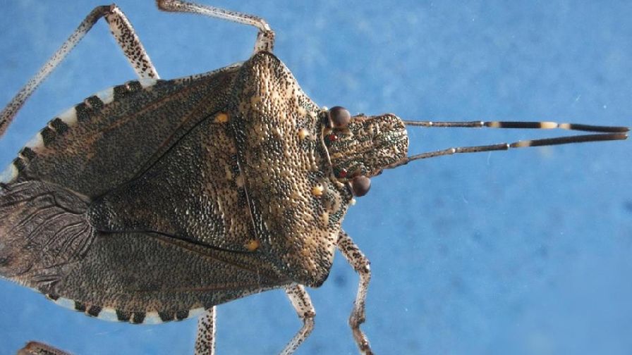 New, Improved  Lure for Stink Bug Detected