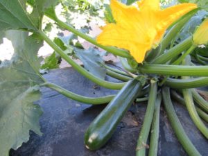 Zucchini: Cash Machine [Enza Zaden]