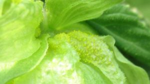 Compound Interest Percolating Around Power of Hops