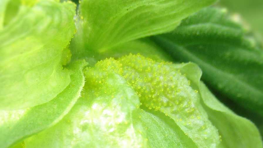 Compound Interest Percolating Around Power of Hops