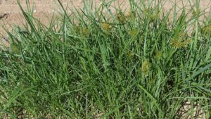 Nutsedge