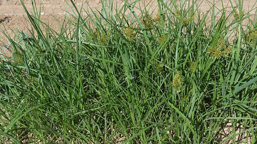 Nutsedge