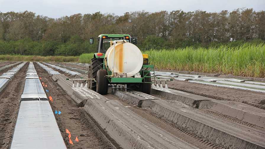 Hot Alternatives Abound for Growers To Use in Place of Chemical Fumigants
