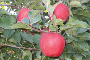 Cameron Select® Honeycrisp