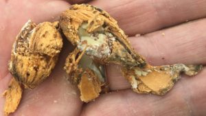 Tips for Nut Growers Living with Navel Orangeworm