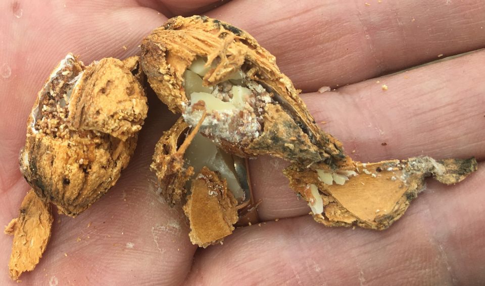 Big Step for Chlorantraniliprole Insecticide Products