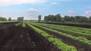 3 Studies on How Fertility Impacts Vegetable Production