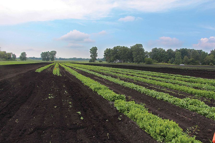 3 Studies on How Fertility Impacts Vegetable Production
