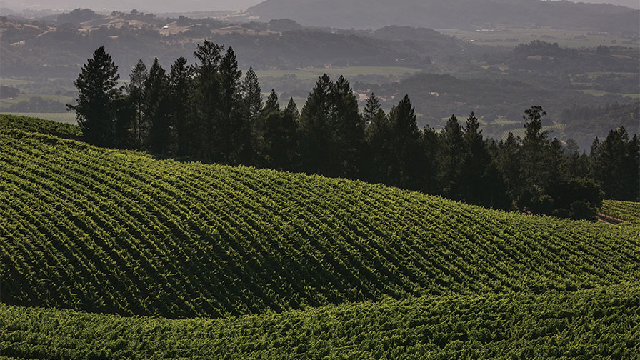 Important Vote Allows Sonoma County Winegrape Commission To Grow On