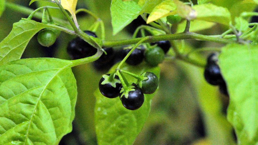 Field Scouting Guide: Eastern Black Nightshade