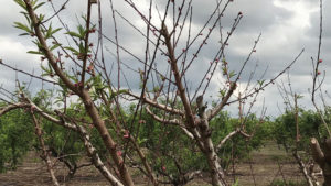 How Peach Growers Can Overcome Low Chill Hours