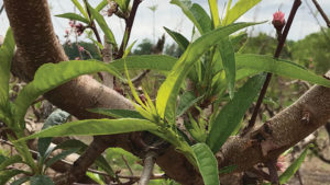 What You Need To Know About Hydrogen Cyanamide and Budbreak in Peaches