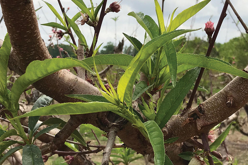 What You Need To Know About Hydrogen Cyanamide and Budbreak in Peaches