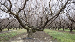 New Herbicide Gives Fruit Growers Tool for Tough Weeds