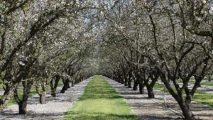 It’s Full Steam Ahead for Nut Growers in California