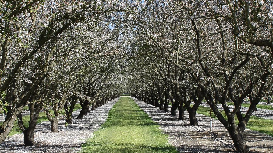 New Slate of Leaders Elected to Almond Board
