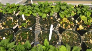 Pacific Northwest Spinach Seed Crop Threatened by Fungus